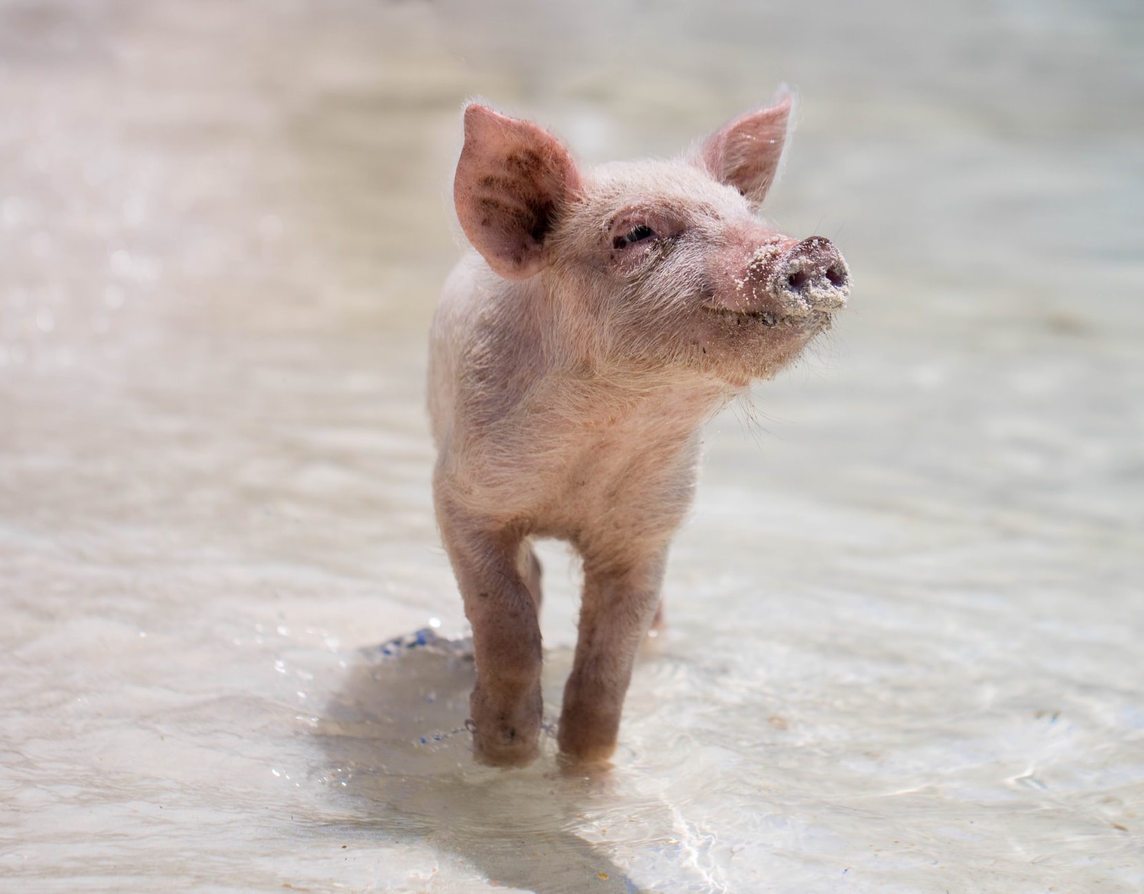 Porcino